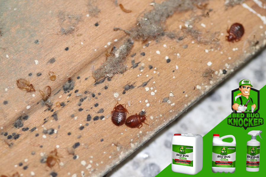 Bedbug Eradication: Discover the Treatments Available