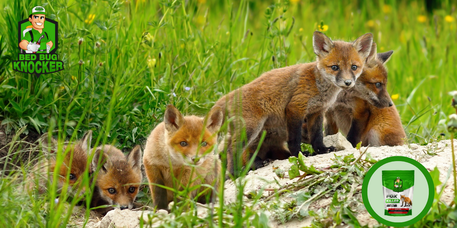 What is a fox? Everything you need to know