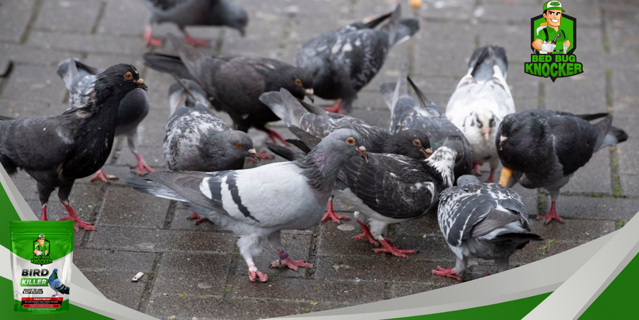 Can pigeons be dangerous?